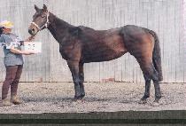 ��Ʈ��Ʋ��Ŭ���� (STRICTLY CLASSIC) ����