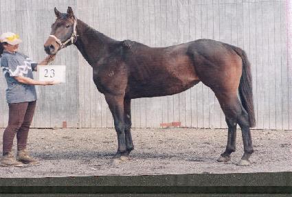 ��Ʈ��Ʋ��Ŭ���� ����