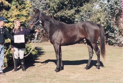 ��� ����