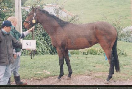 �ݹٴ� ����