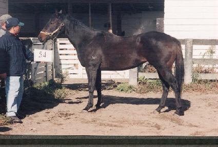 ���� ����