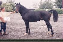 ����ȣ (ODAEHO) ����