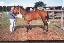 ������ (MARBLE DOLL) ����