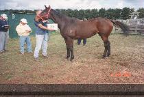 ���̵𺣸� (LADY BERYL) ����