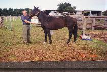 ����� (T��OBIYEOKCHEONG) ����