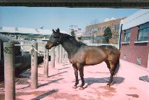 Ʈ�� (TWIN) ����