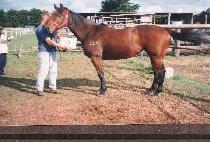 �������� (CHEONGMAL CHOT��A) ����