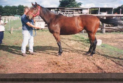 �������� ����