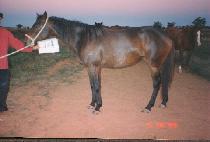 ���������� (BELLENDELLA GEM) ����