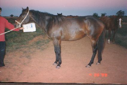 ���������� ����