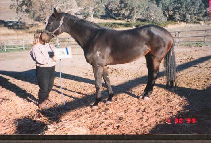 ������ ����