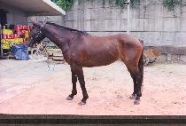 �������� (SPRINGER) ����