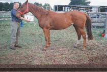 ��ī (BEKA) ����