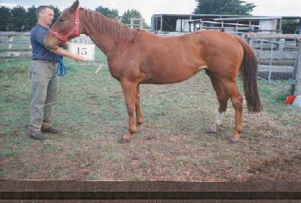 ��ī ����