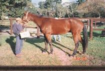 �������� (MARIONE) ����