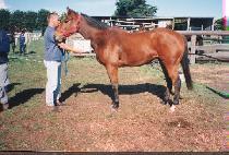 ���� (ESSIE) ����