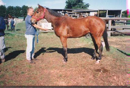 ���� ����