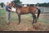 ǳ�� (P��UNG-UN) ����