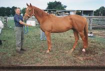 ����ī��Ʈ (HE��S A SKITE) ����