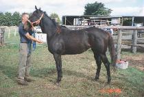 �ɸ���� (KERRYSHORE) ����