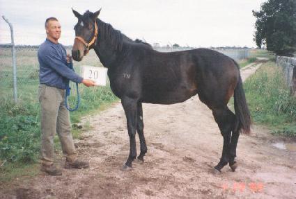 �����屺 ����