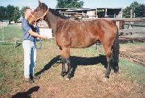 �÷��ͷ� (FLATTERER) ����