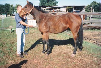 �÷��ͷ� ����