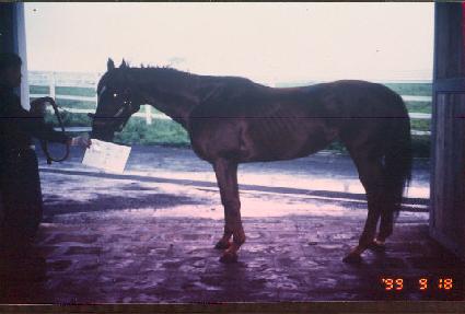 ������ ����