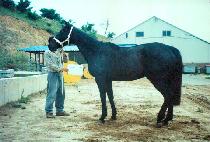 ���Ͻø� (PROXIMA) ����