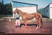 �����̺� (SHADY BABY) ����