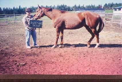 �ø��Ƚ������� ����