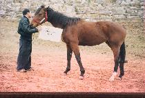 �������� (MARCELINE) ����