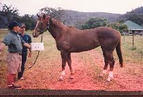 �Ǹ����� (SILIQUA) ����