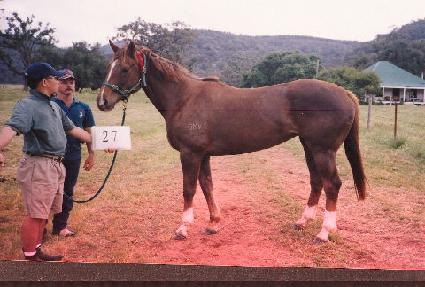 �Ǹ����� ����