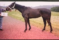 ������Ƽ�彺Ÿ (UNPAINTED STAR) ����