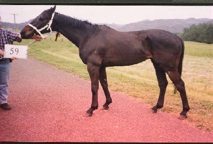 ������Ƽ�彺Ÿ ����