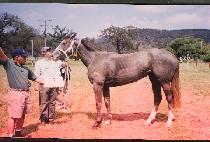 Ÿ��ī����Ʈ (TAKEKA KNIGHT) ����