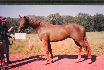 ��� ����