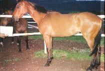 �ź��� (GERBERA) ����