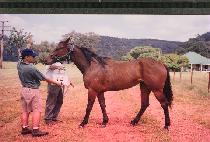 Ƽ�Ʒ��� (TIARA GIRL) ����