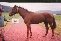 �÷��̵� (FLUID) ����