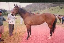 ���ɵ�� (REGAL DEED) ����