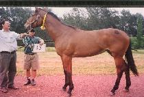 ���ö� (HOOPLA) ����