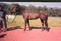 ���׵�׵� (STEADY NEDDY) ����