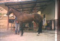 ���� (WOLSONG) ����