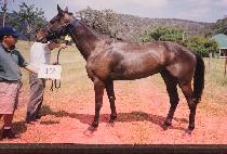 �����Ƕ� (BOLD HULA) ����