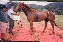 ������ (KUJINBONG) ����