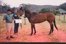 �з��Ͼ��帲 (MILLENNIUM DREAM) ����