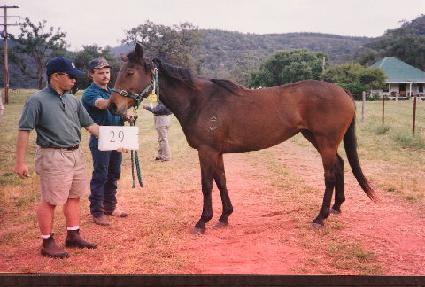 �з��Ͼ��帲 ����