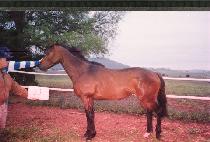 è�� (CHAMP) ����